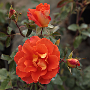 Portocaliu petalele interne galben deschis - trandafir teahibrid